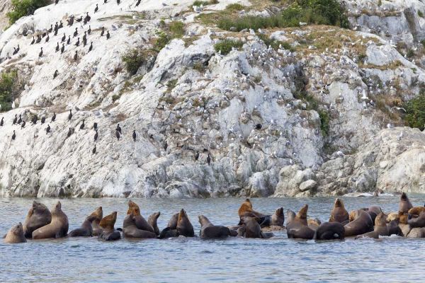 AK, Glacier Bay NP Resting Steller sea lions